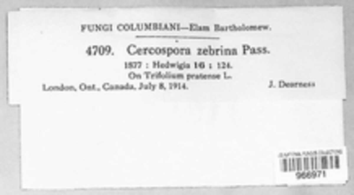 Cercospora zebrina image